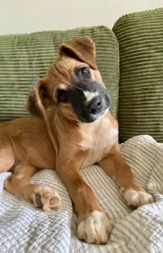 Sophia