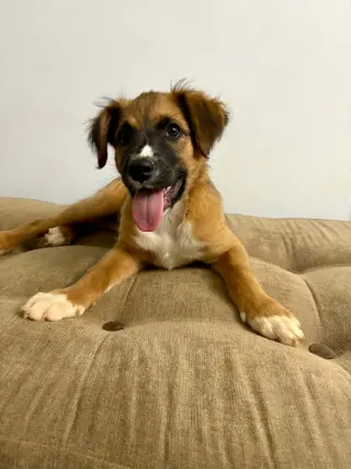 Sophia