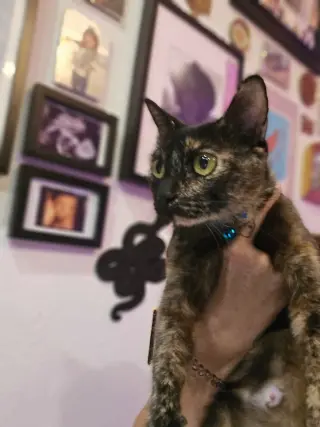 Sherri