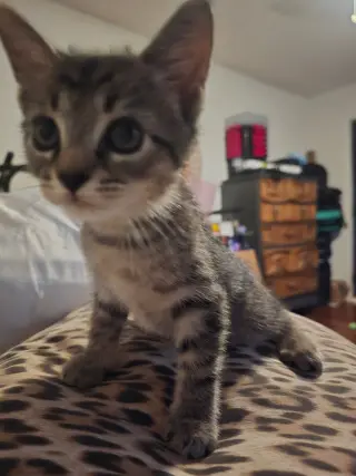 Prince Tabitha
