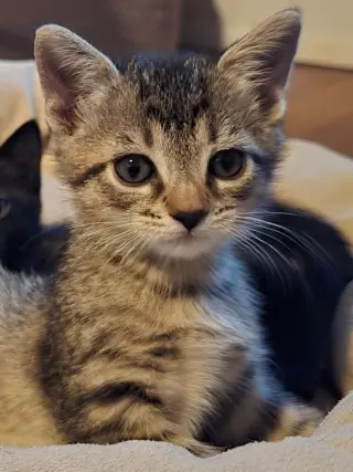 Prince Tabitha