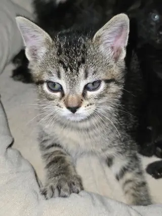 Prince Tabitha