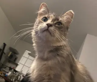Foofie