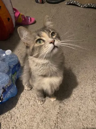 Foofie
