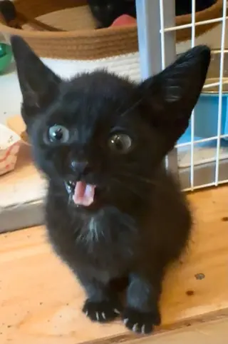 Bambolina
