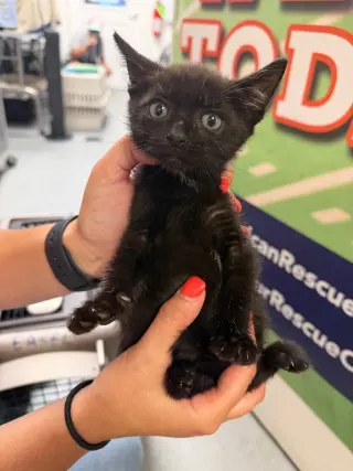 Bambolina