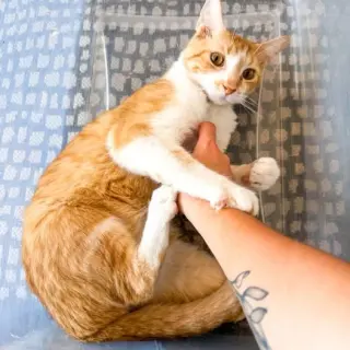 Percival