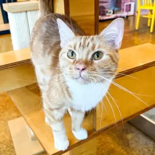 Oliver