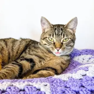 Frieda