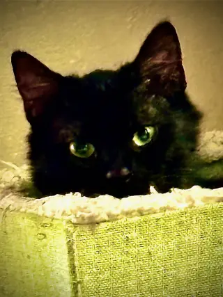 Theodore