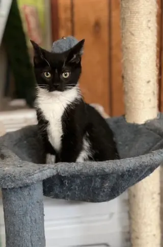 Finn