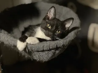 Finn