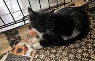 Finn