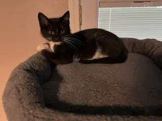 Finn