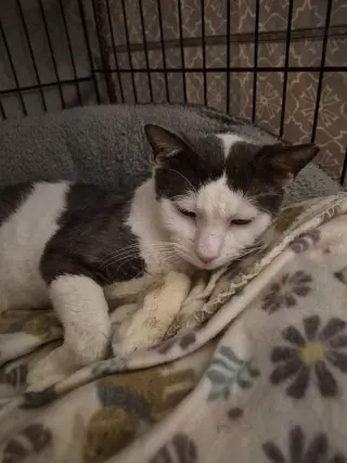 Moochie