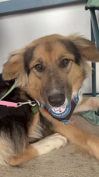Sadie