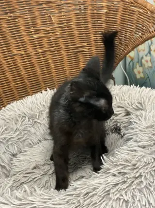 Winky