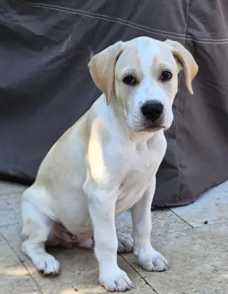 PUPPY BEAU
