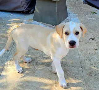PUPPY BEAU
