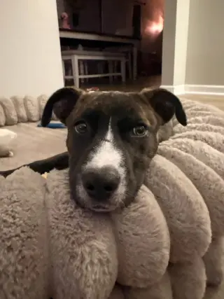 Layla Rose