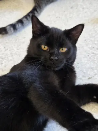Clyde @ The Cat's Brew