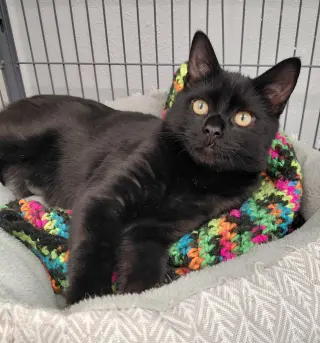 Clyde @ The Cat's Brew