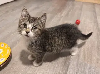 Cora