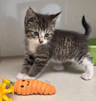 Cora
