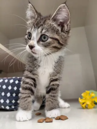 Cora