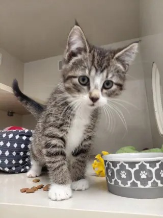 Cora