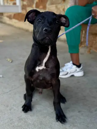 Baron Von Bark