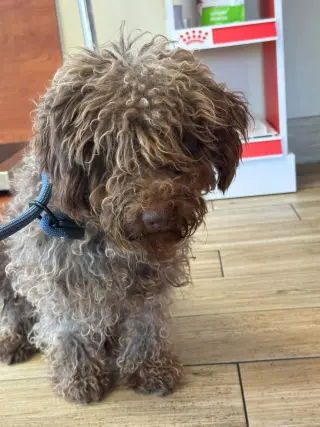 Mocha