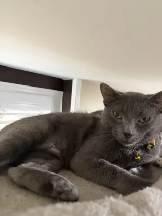 Elsa