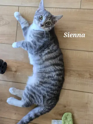 Sienna