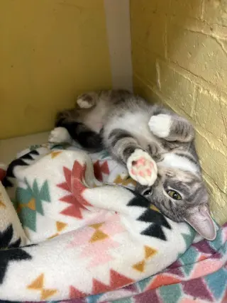 Sienna