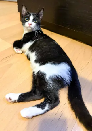 Parmida