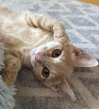 Dylan