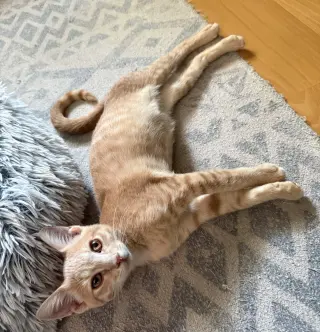Dylan