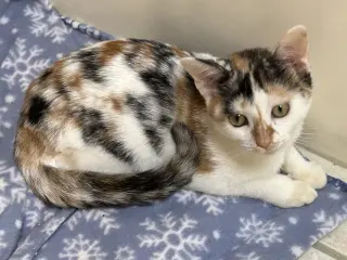 Noel