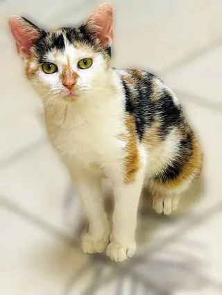 Noel