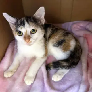 Noel