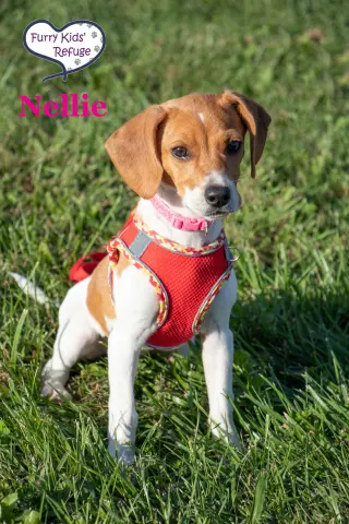 Nellie