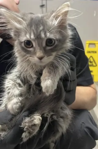 JULISA- PENDING ADOPTION