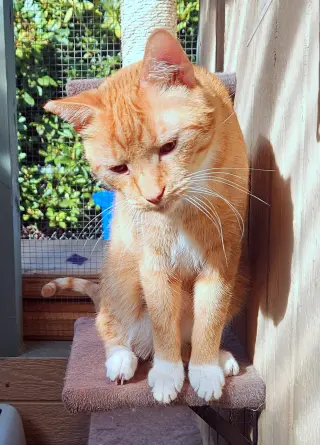 CHEDDAR #2025 - Offered by Owner - Big & Friendly