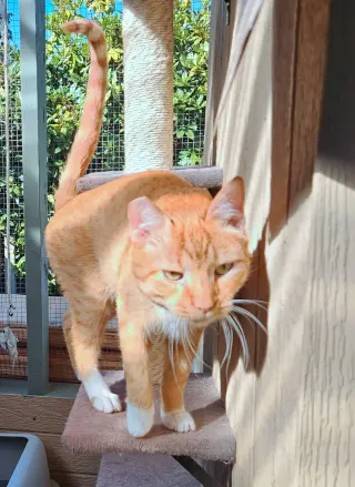 CHEDDAR #2025 - Offered by Owner - Big & Friendly