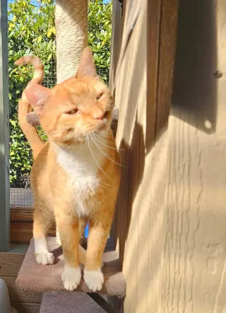 CHEDDAR #2025 - Offered by Owner - Big & Friendly