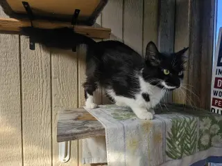 GIDGET #2024 - Offered by Owner -