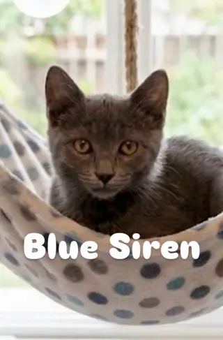 Blue Siren