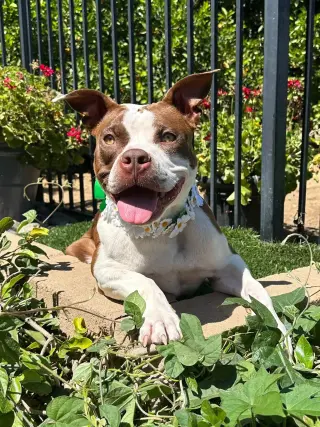 Daisy