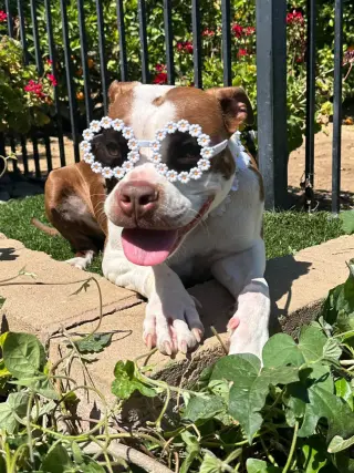 Daisy